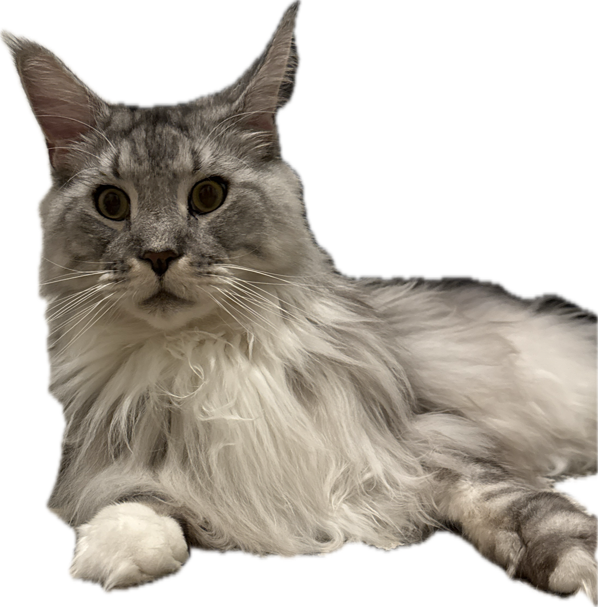 Huey, a fluffy gray Maine Coon cat, the company namesake